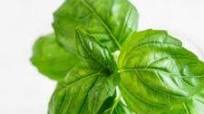 Quick Guide to Basil Quick Guide to Basil
