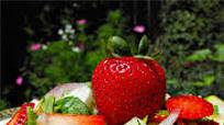 Spring Strawberry Spinach Salad Spring Strawberry Spinach Salad