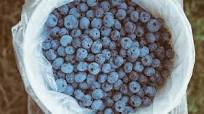 Blueberry Wine Recipe – Full-Bodied and Beginner Friendly Blueberry Wine Recipe – Full-Bodied and Beginner Friendly