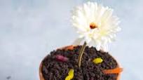 Oreo Dirt Cake Oreo Dirt Cake