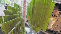 Wild Garlic Ribbon Noodles Wild Garlic Ribbon Noodles