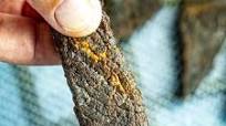 Spicy Beef Jerky Recipe Spicy Beef Jerky Recipe