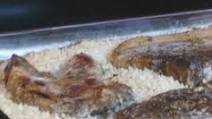 Bake Pork Chops and Rice Bake Pork Chops and Rice