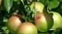 Norwegian Baked Apples Recipe Norwegian Baked Apples Recipe