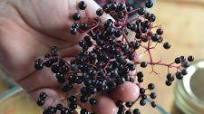 How to Make Elderberry Syrup from Fresh Elderberries the Safe Way How to Make Elderberry Syrup from Fresh Elderberries the Safe Way