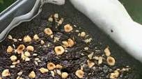 Eggless Chocolate Brownies Eggless Chocolate Brownies