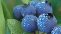 Blueberry Monster Energy Blueberry Monster Energy