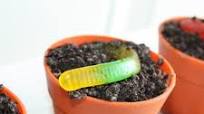 Dirt Cake I Dirt Cake I