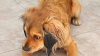 Healthy Homemade Peanut Butter Dog Treats Healthy Homemade Peanut Butter Dog Treats