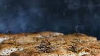 Gluten Free Focaccia Genovese Gluten Free Focaccia Genovese
