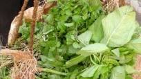 Thotakura Vepudu – Amaranth Leaves Stir-Fry Thotakura Vepudu – Amaranth Leaves Stir-Fry