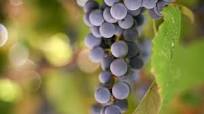 Homemade Grape Juice Homemade Grape Juice