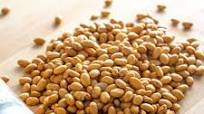 Yellow Indian Woman Pot Beans Yellow Indian Woman Pot Beans