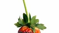 Heart Healthy Chocolate Covered Strawberries Heart Healthy Chocolate Covered Strawberries