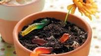 WORM DIRT CAKE WORM DIRT CAKE