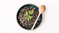 How to Cook Wild Rice How to Cook Wild Rice