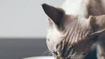 Easy Homemade Cat Food with Chicken and Rice Easy Homemade Cat Food with Chicken and Rice