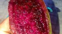 Recipe of Homemade Prickly pear syrup Recipe of Homemade Prickly pear syrup
