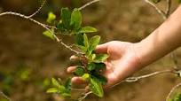Hoja de coca: propiedades y beneficios gastronómicos de una planta ancestral Hoja de coca: propiedades y beneficios gastronómicos de una planta ancestral