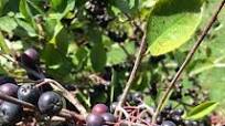 Aronia Berry Syrup Recipe Aronia Berry Syrup Recipe