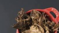 Slow Cooked Pulled Beef Slow Cooked Pulled Beef