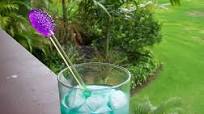 Cactus Cocktail Cactus Cocktail