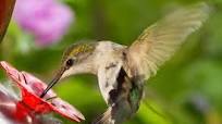 Homemade Hummingbird Nectar Homemade Hummingbird Nectar
