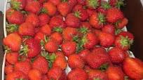 Strawberry Lavender & Honey Freezer Jam Strawberry Lavender & Honey Freezer Jam
