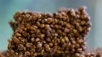 Chocolate Puffed Kamut Squares Recipe Chocolate Puffed Kamut Squares Recipe