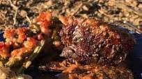 Pellet Smoked Short Ribs Pellet Smoked Short Ribs
