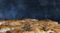 Gluten Free Focaccia Genovese Gluten Free Focaccia Genovese