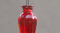 Hummingbird Nectar Hummingbird Nectar