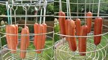 Hot Dogs on the Char-Broil Big Easy Hot Dogs on the Char-Broil Big Easy