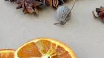 Dehydrated Oranges In Air Fryer Dehydrated Oranges In Air Fryer