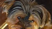 Slow Cooker Dog Food Slow Cooker Dog Food