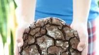 Giant Chocolate Crinkle Cookie Giant Chocolate Crinkle Cookie