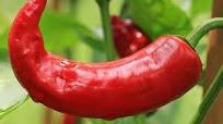 ¿Cómo quitar enchilado de las manos? ¿Cómo quitar enchilado de las manos?