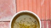 Basic Lemon Vinaigrette Basic Lemon Vinaigrette