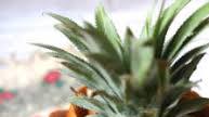 TROPICAL PINACOLADA BUNDT CAKE TROPICAL PINACOLADA BUNDT CAKE