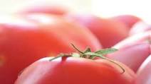 No-Cook Tomato Sauce No-Cook Tomato Sauce