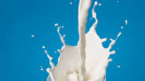 Ace Blender - Rice Milk Ace Blender - Rice Milk