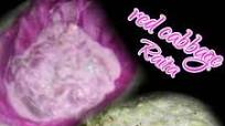 Cabbage Raita recipe by DrKhushboo Bansal at BetterButter Cabbage Raita recipe by DrKhushboo Bansal at BetterButter