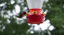 Hummingbird Nectar Hummingbird Nectar