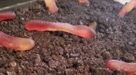Dirt Cake Dirt Cake