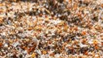 Pulled Pork Dry Rub Pulled Pork Dry Rub