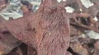 Smoked Beef Jerky Smoked Beef Jerky