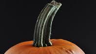 How to Cook a Fresh Pumpkin How to Cook a Fresh Pumpkin