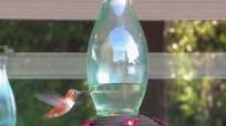 Homemade Hummingbird Food (Nectar) Recipe Homemade Hummingbird Food (Nectar) Recipe
