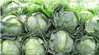 Bountiful Brassica Juice – Recipe Of The Week Bountiful Brassica Juice – Recipe Of The Week