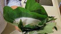 Palusami - taro leaves and coconut cream Palusami - taro leaves and coconut cream